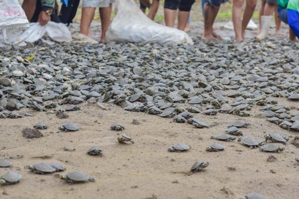 Área de Proteção Ambiental (APA) Nhamundá realiza soltura de mais de 65 mil quelônios