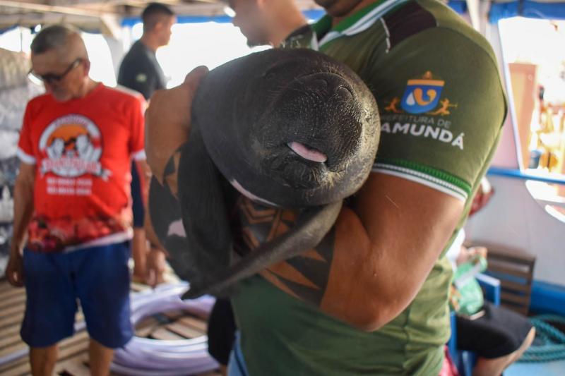 Filhote de peixe-boi é resgatado em Nhamundá e transferido para o Inpa