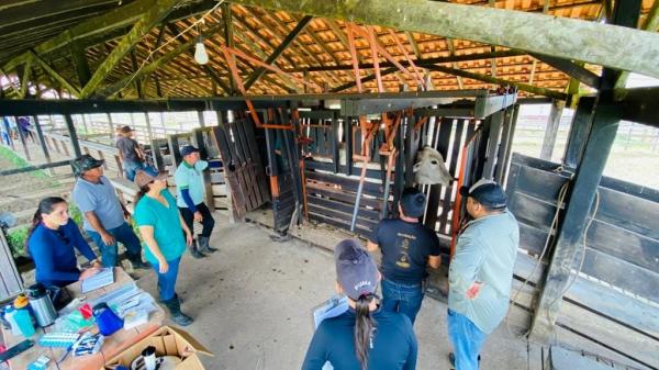 Pecuaristas do Boto são pioneiros no maior programa genético da bovinocultura nacional