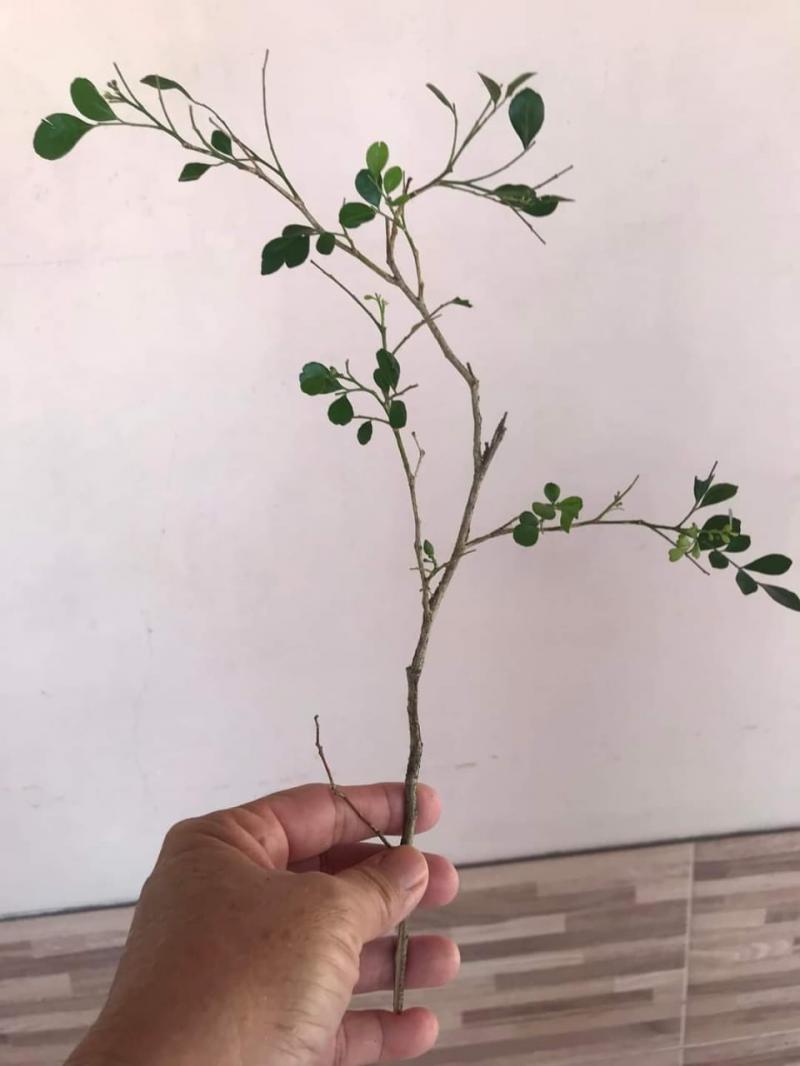 Conhecem um cipó de jasmineiro? 