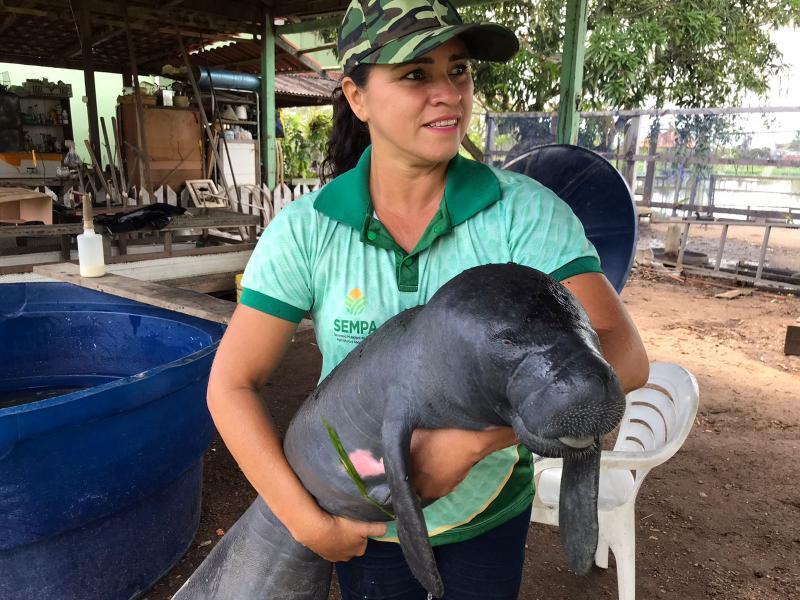 Oito filhotes de peixe-boi já foram salvos da caça ilegal em Parintins-AM em 2023