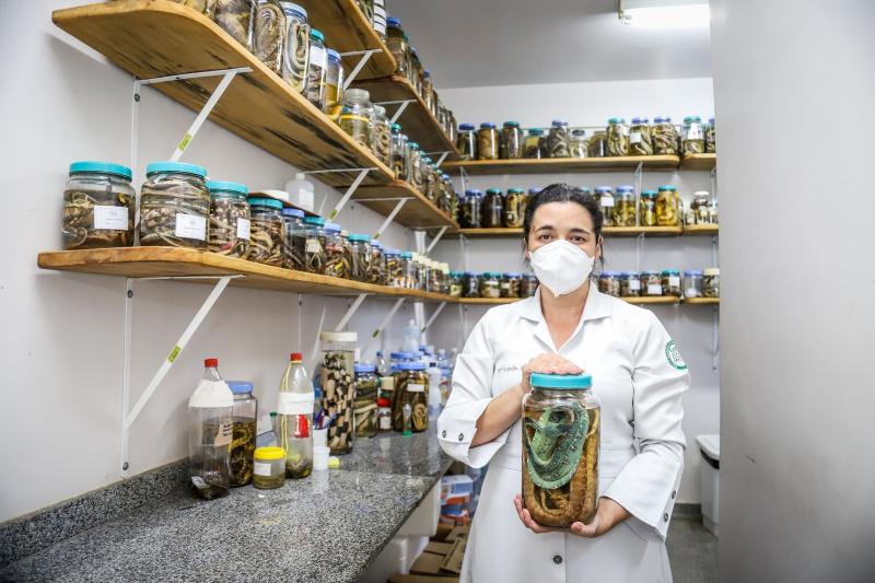 Mais de 3 mil pessoas foram envenenadas por picadas de cobra; Manaus, Maués e Parintins tem maiores casos