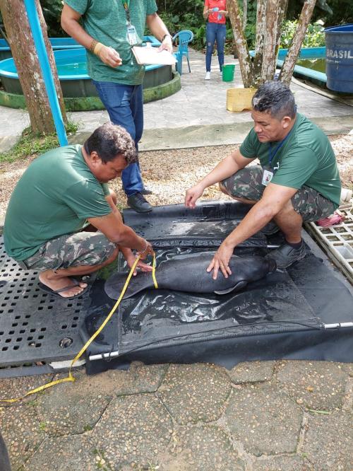 Peixe-boi resgatado em Parintins já está integrado ao Laboratório de Mamíferos Aquáticos do INPA 