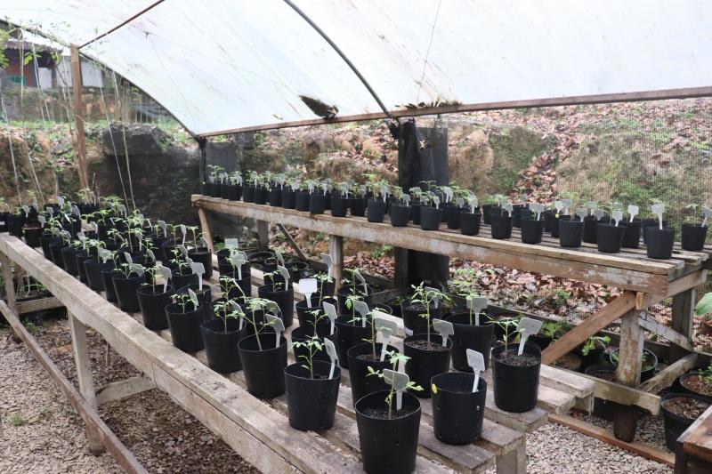 Estudo apoiado pelo Governo do Amazonas identifica bactérias amazônicas com potencial para combater doenças agrícolas em plantações
