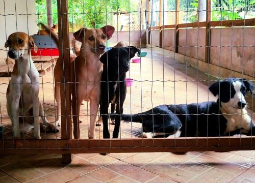 Márcia Baranda propõe criação de Lei Municipal para Controle de Natalidade de Gatos e Cães