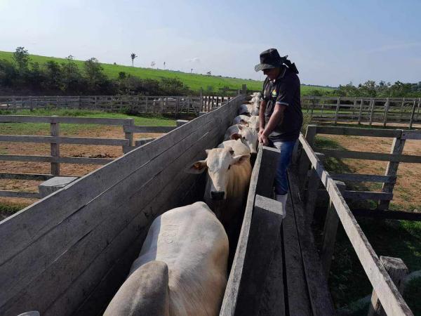 Perigo no Abate: 30 Bois Vindos do Pará e contaminados com Tuberculose são abatidos e carne apreendida em Parintins, veterinário alerta pecuaristas