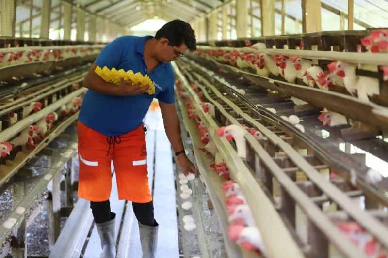 Dia do Avicultor: Governo fortalece setor com acesso a linhas de crédito rural