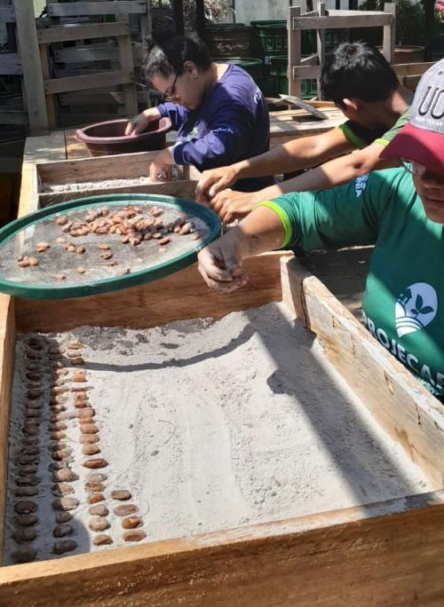 Revitalizar a produção de cacau em Parintins é a meta da parceria IDAM e Prefeitura 