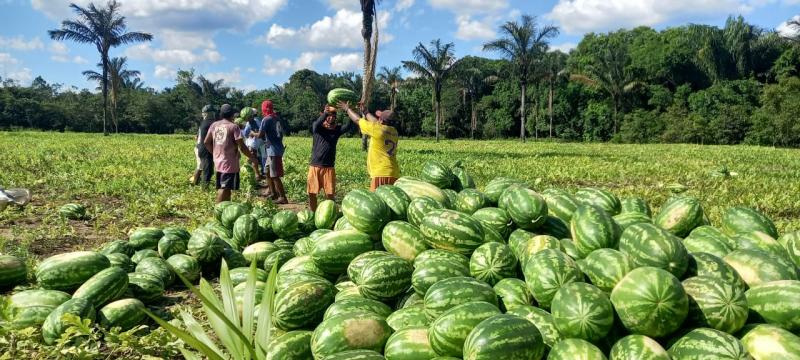 Governo do Amazonas prorroga prazo de inscrição do Edital de Chamamento Público do Programa de Aquisição de Alimentos