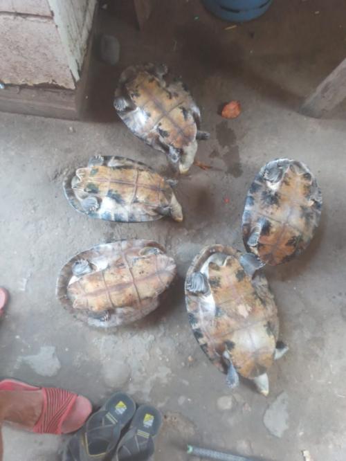 Sedema alerta para o comércio ilegal de quelônios e ovos 