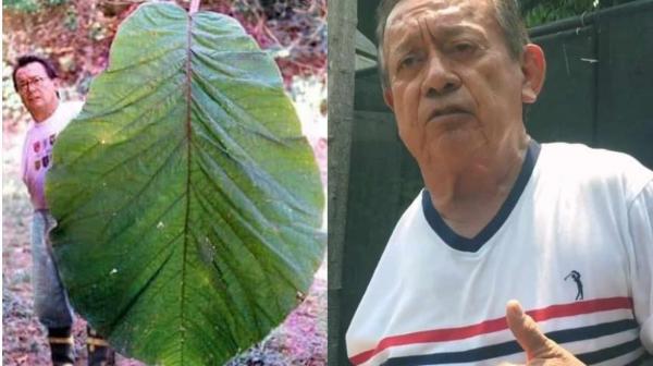 Morre o pesquisador e botânico Carlos Alberto Cid Ferreira, que descobriu a Coccoloba gigantifolia, a árvore com a maior folha do mundo