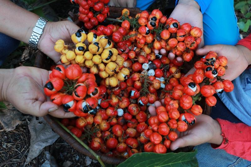 Governo do Amazonas promove workshop para impulsionar Cadeias Produtivas Prioritárias, com foco no guaraná