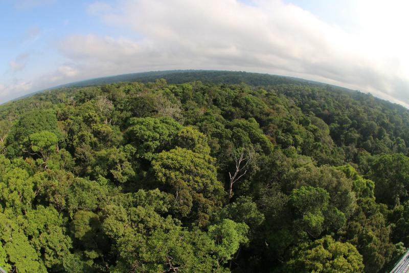 Desmatamento no Amazonas tem maior queda do ano em novembro, aponta Imazon