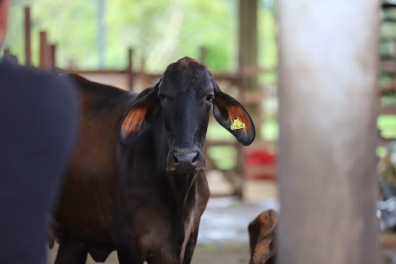 Em 2023, guias de trânsito emitidas pela Adaf viabilizaram a movimentação de 11,7 milhões de animais no Amazonas