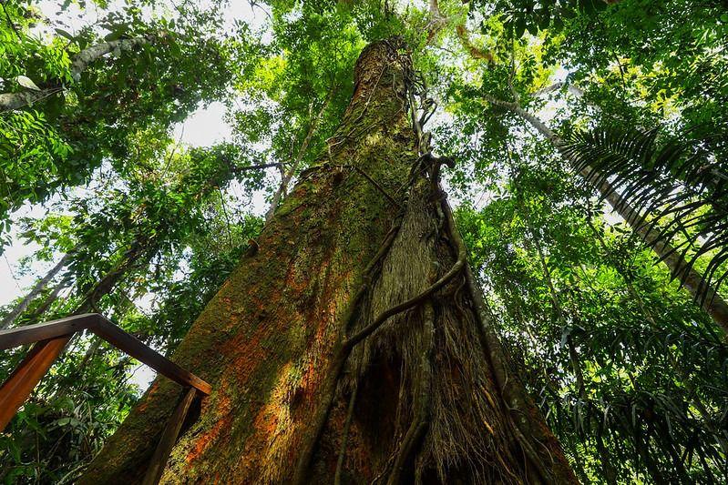 Em 2023, Governo do Amazonas captou mais de R$ 76 milhões para investir na gestão ambiental