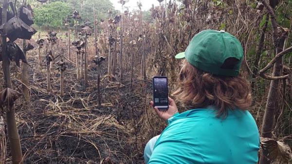Sedema apura causas de incêndio em Área de Preservação no Macurany 