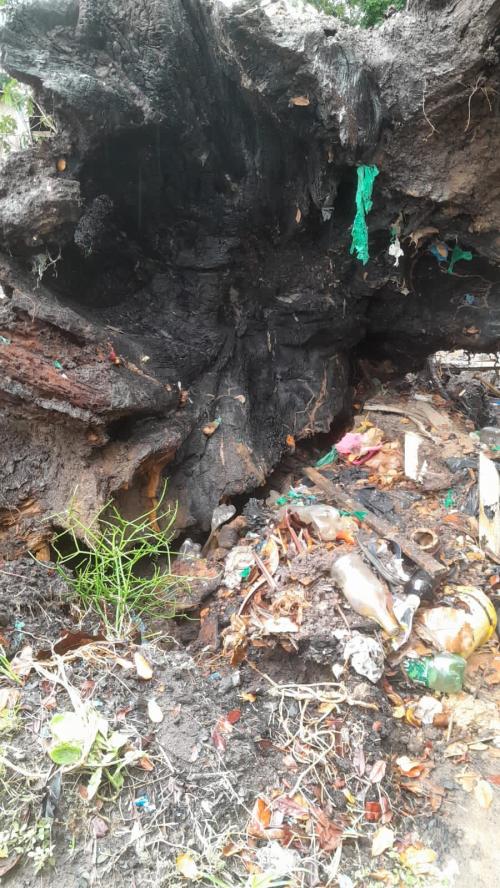 Queimadas destruíram a raiz da castanheira que tombou sobre uma residência em Parintins 