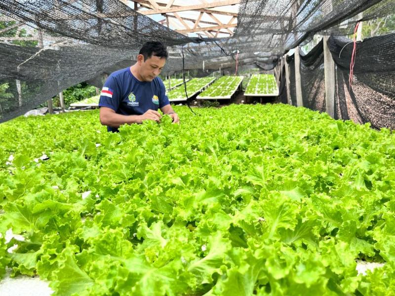Idam reforça benefícios da hidroponia para a horticultura amazonense