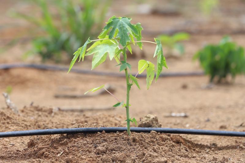 Governo do AM anuncia criação do Programa de Incentivo à Irrigação de Baixo Custo para apoiar produtores afetados pela estiagem