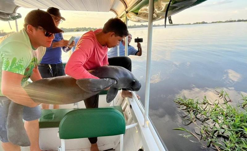 Peixe-boi resgatado na região do Buiuçu é devolvido à natureza 