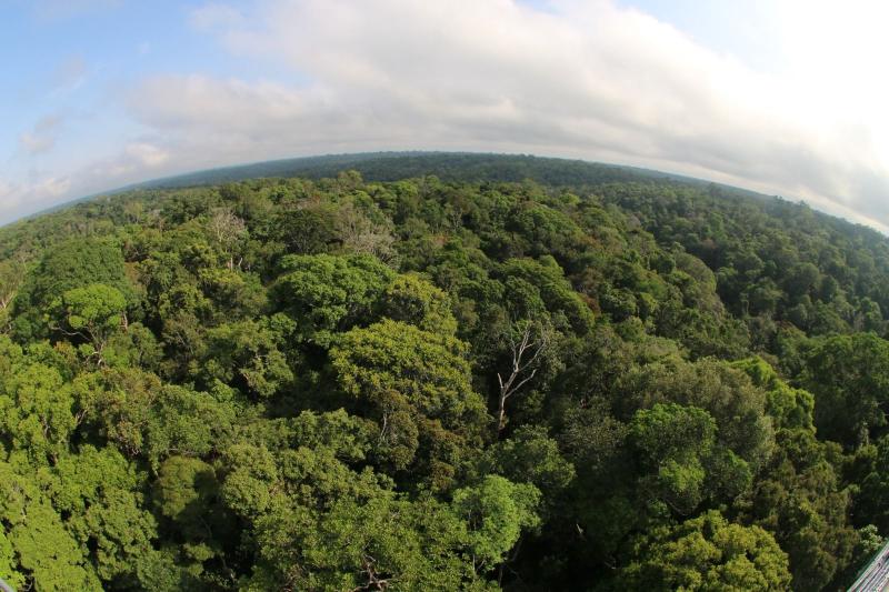 Desmatamento cai 46,9% no Amazonas em um ano, aponta Inpe