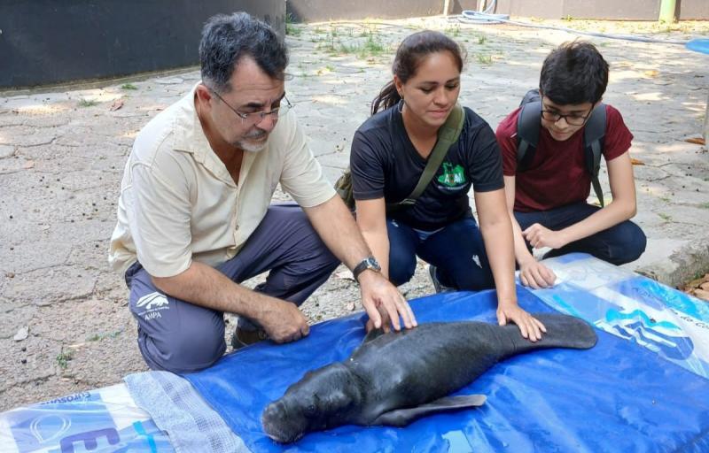 Peixe-boi resgatado no Zé Açu já está no INPA 