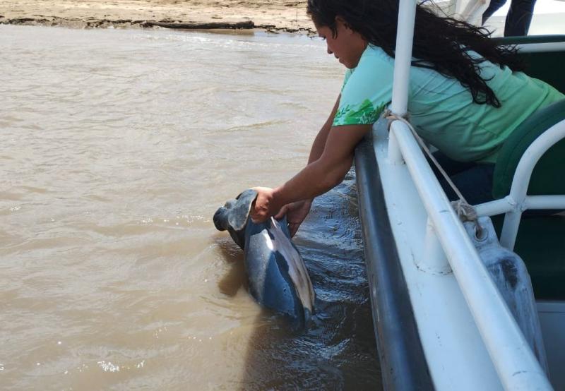 Filhote de peixe-boi é encontrado sem vida na Boca do Limão 
