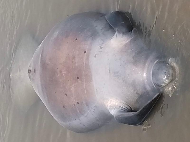 Fêmea de peixe-boi encontrada morta na Praia do Meio 