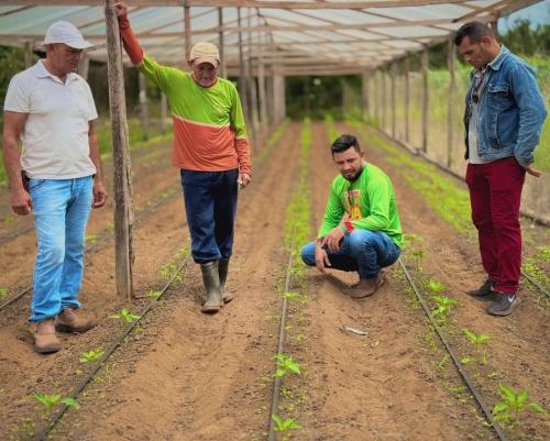 Produtores investem em cultivo diversificado no Parananema com apoio da Prefeitura de Parintins