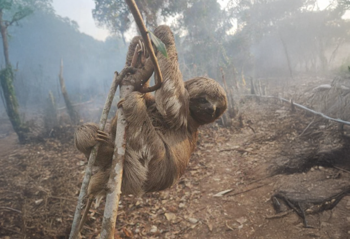 Justiça do Amazonas expede alerta ao Município de Parintins sobre degradação ambiental