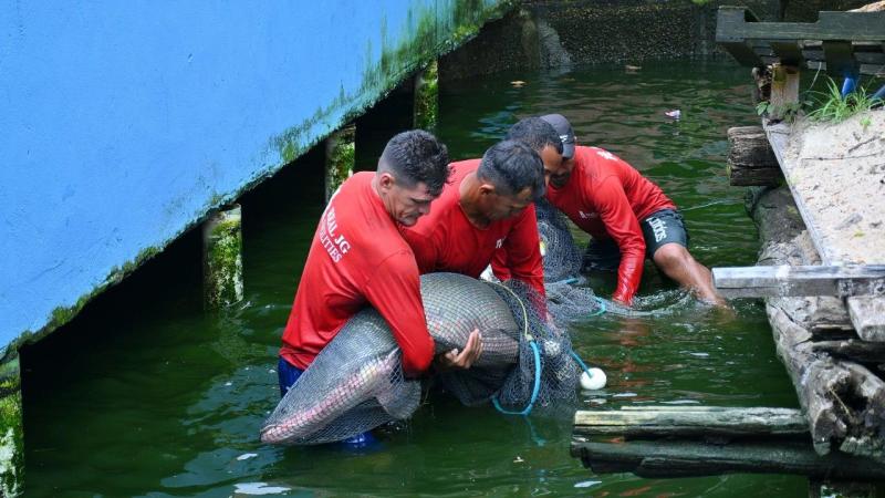 Ipaam, BPAmb e Ufam resgatam 74 animais, entre tartarugas e peixes, mantidos de forma ilegal em casa no Parque Dez