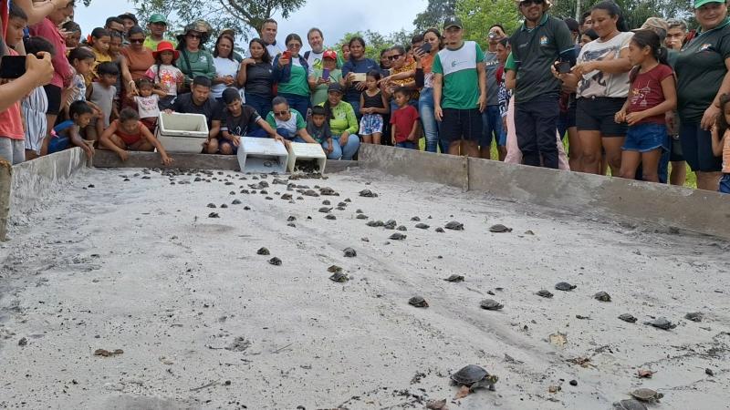 Ipaam, órgãos parceiros e comunitários se unem para soltura de mais de 300 quelônios no rio Mamuru, em Parintins