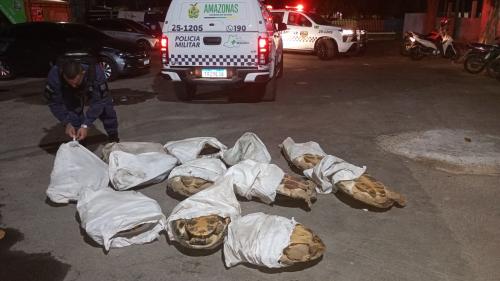 Prefeitura de Parintins e Polícia Militar apreendem 12 tartarugas da Amazônia no bairro Itaúna 2