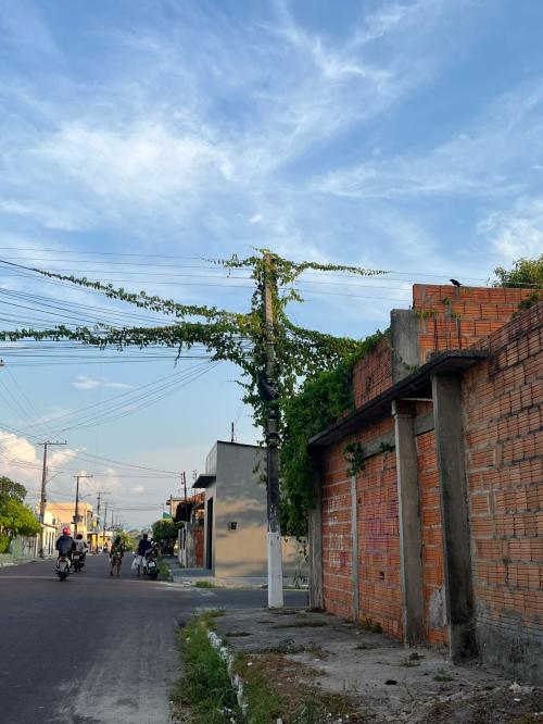 Vereadora Márcia Baranda solicita limpeza de vegetação em poste no bairro Palmares