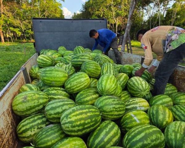 Parintins tem primeira safra de melancia produzida na cidade