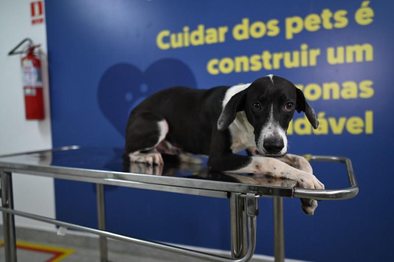 Em dois meses de funcionamento, Hospital Público Veterinário do Amazonas já realizou mais de 70 mil procedimentos