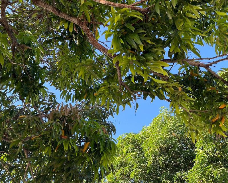 Dia Internacional das Florestas e da Árvore: futuro sustentável depende da colaboração internacional para preservação das áreas verdes