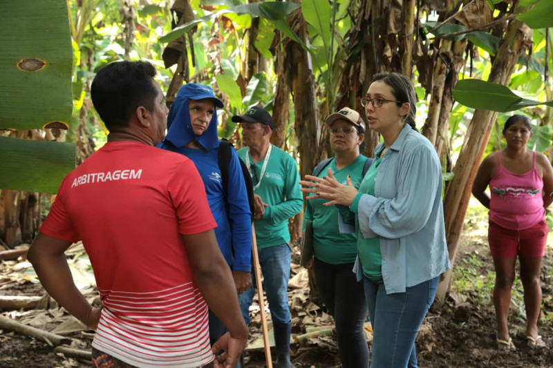 Produtores de banana de Parintins recebem orientação técnica para combater praga e restaurar plantações do interior