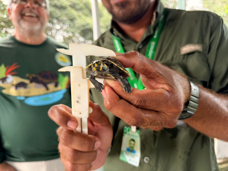 Mais de mil quelônios retornam à natureza em ação ambiental na comunidade do Miriti