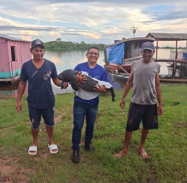 SEDEMA resgata filhote de peixe-boi encontrado na região do Parananema