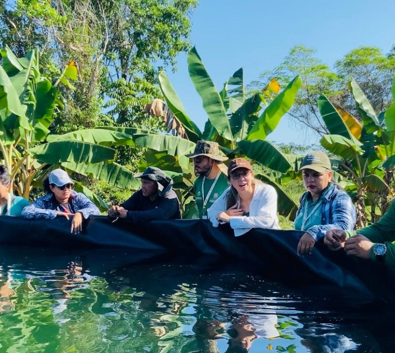 Com orientação técnica, criadores e produtores da Vila Amazônia melhoram produção