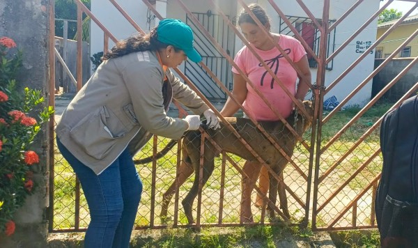 Prefeitura intensificará campanha de vacinação antirrábica no Residencial Parintins