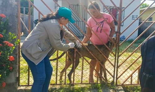 Prefeitura intensificará campanha de vacinação antirrábica no Residencial Parintins