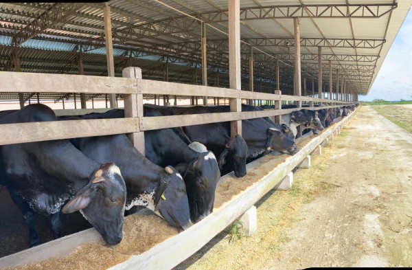 Prefeitura de Parintins promove capacitação em Produção de Silagem e Estratégias de Alimento para Gado