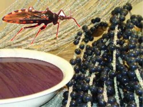 Parasita transmissor da Doença de Chagas em açaí confirmada em Lábrea